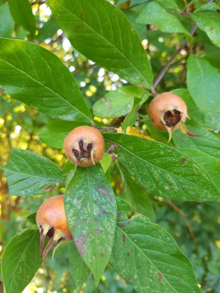 Nèfles : cueillette et recettes