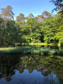 Vive la forêt de Brotonne